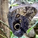 Yellow Edged Giant Owl butterfly by tinley23