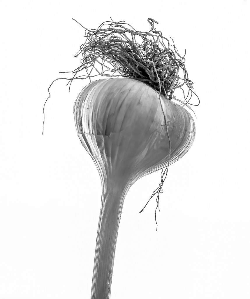 Garlic Bulb by sprphotos