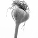 Garlic Bulb by sprphotos