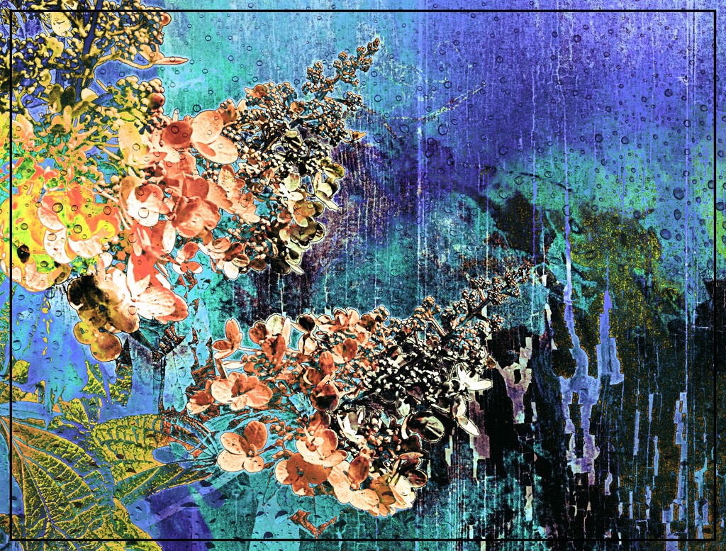 Hydrangea Foolery by olivetreeann