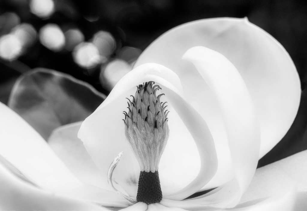 Magnolia by kvphoto