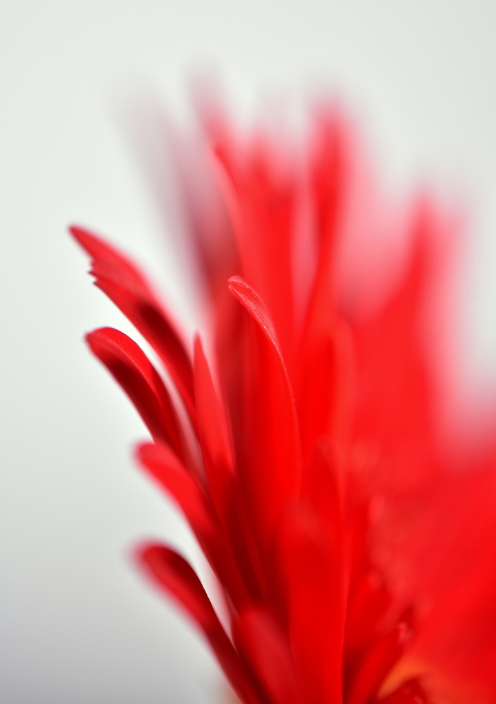 Red and White by jayberg