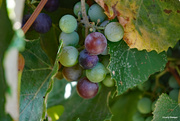 22nd Aug 2020 - Grapes starting to change