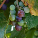 Grapes starting to change by larrysphotos