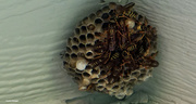 23rd Aug 2020 - Wasps nest