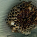 Wasps nest by larrysphotos