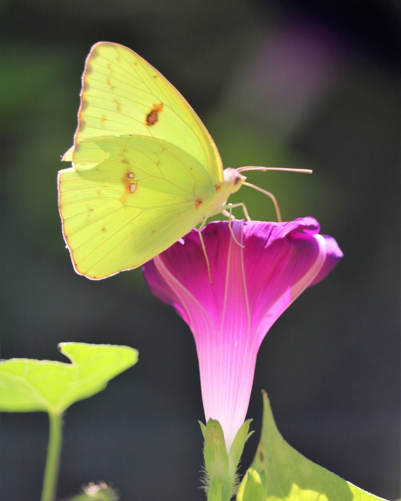 Butterfly and Morning Glory by daisymiller