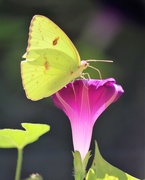 22nd Aug 2020 - Butterfly and Morning Glory