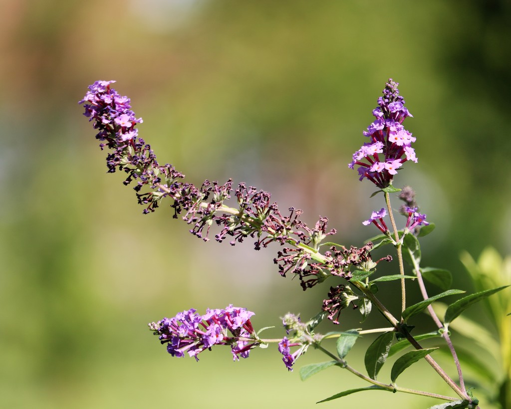 August 23: Butterfly Bush by daisymiller