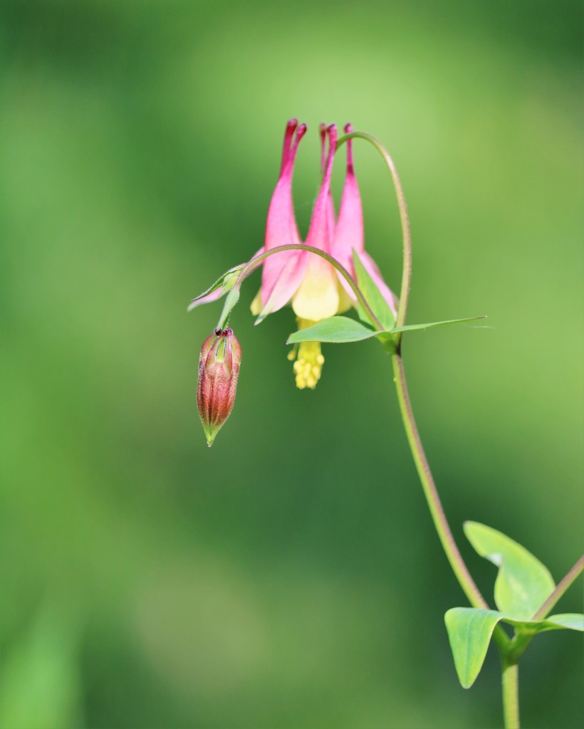 May 1: Columbine by daisymiller