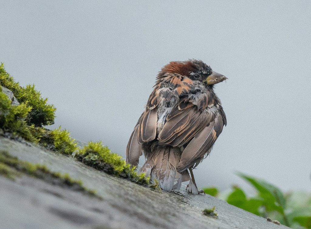 Scruffy sparrow by inthecloud5