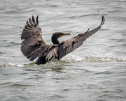 23rd Aug 2020 - Incoming Double-crested Cormorant