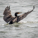 Incoming Double-crested Cormorant by nicoleweg