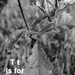 August Alphabet Words - Tree by farmreporter