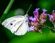 23rd Aug 2020 -  Cabbage White 