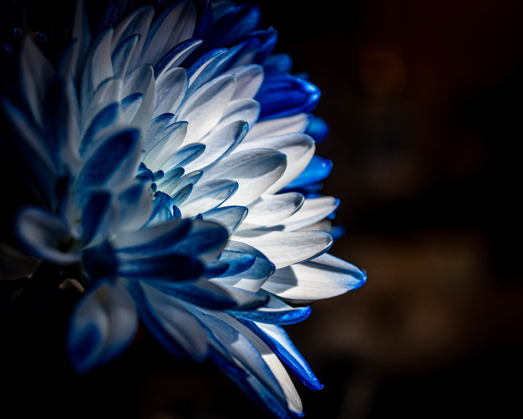 Blue Chrysanthemum in the Light by marylandgirl58