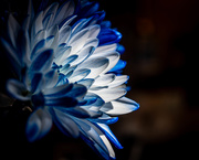 23rd Aug 2020 - Blue Chrysanthemum in the Light