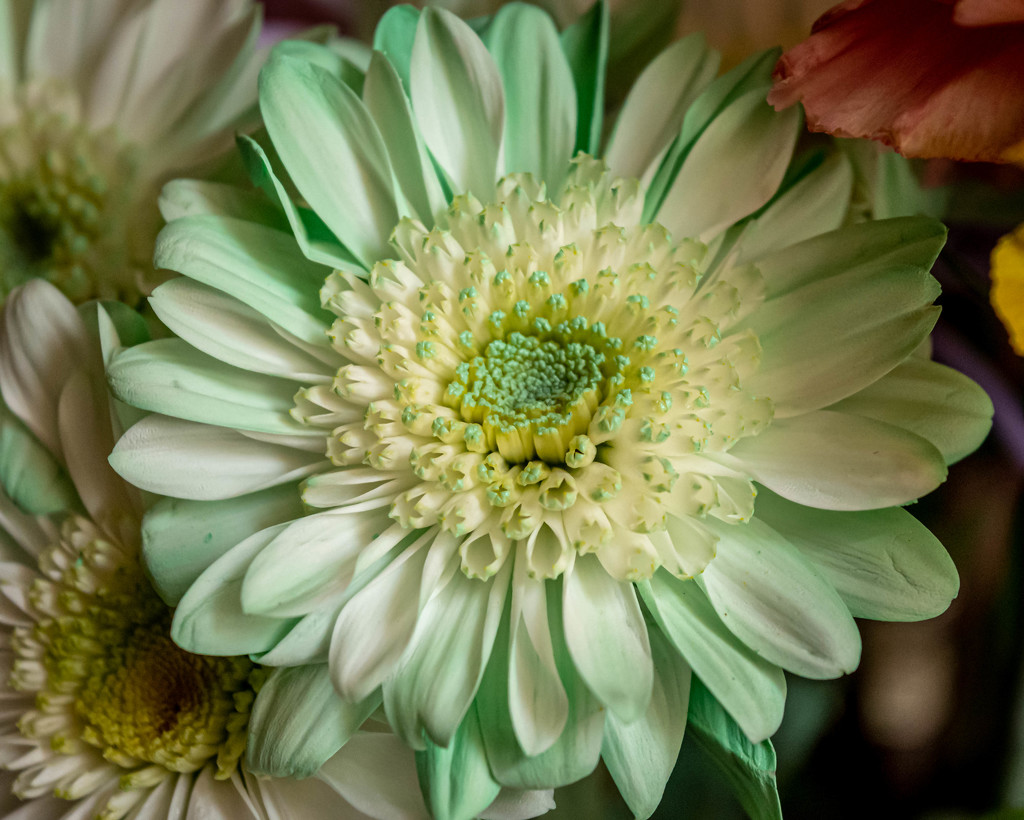 Mint Green Chrysanthemum  by marylandgirl58