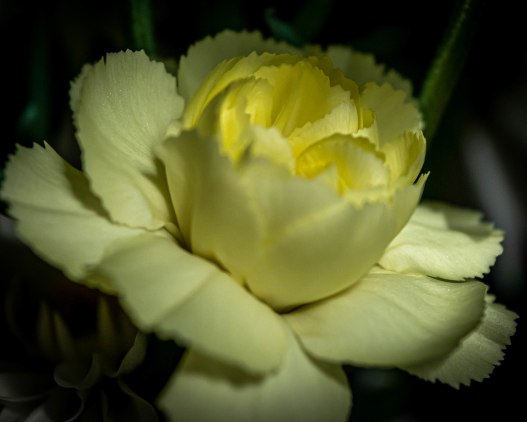 Pale Yellow Rose by marylandgirl58
