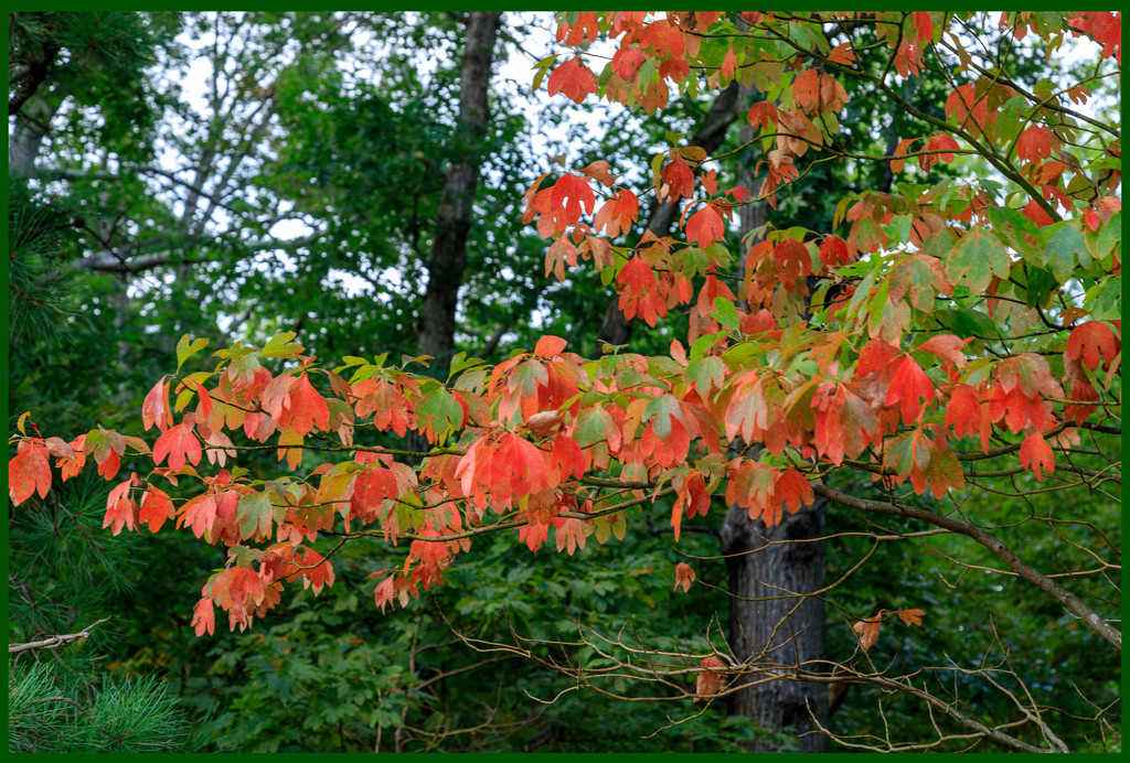 Fall Colour Early by hjbenson