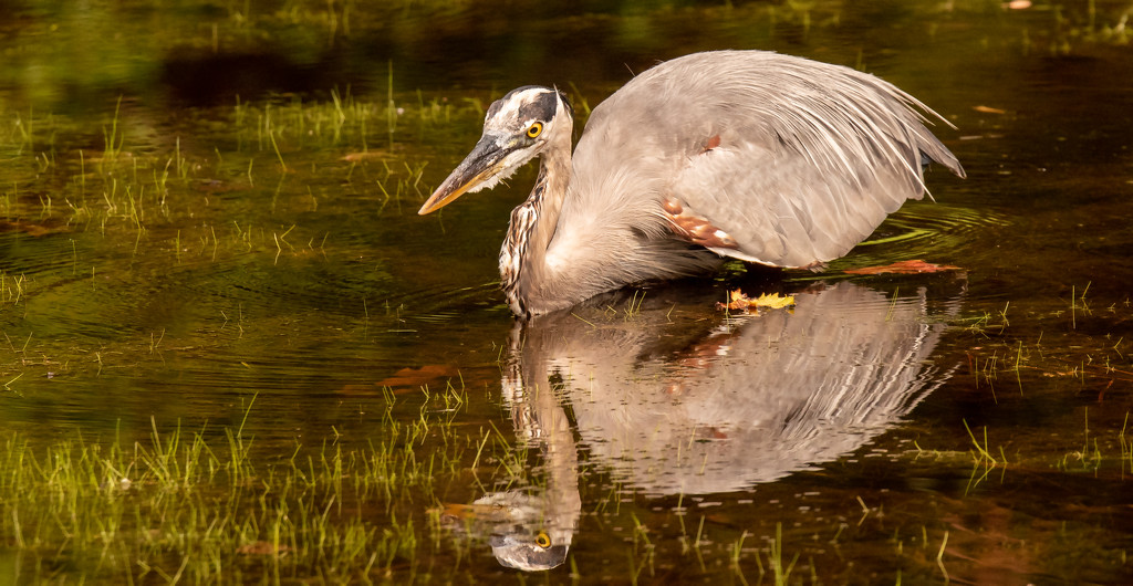 Blue Heron, Just Before the Strike! by rickster549