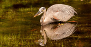 23rd Aug 2020 - Blue Heron, Just Before the Strike!