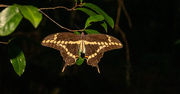 23rd Aug 2020 - Giant Swallowtail Butterfly!