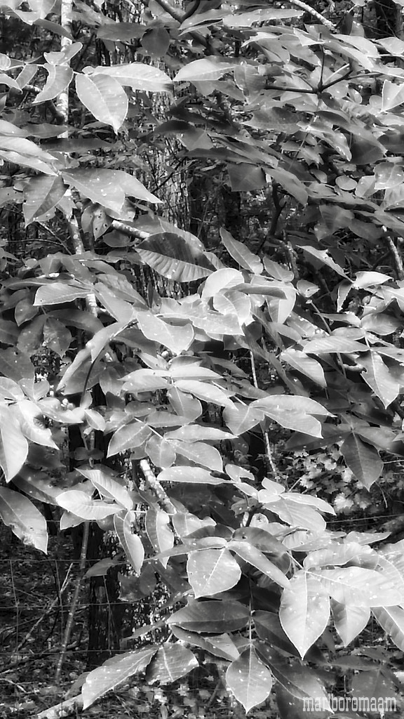 Mocker Nut Tree Leaves... by marlboromaam