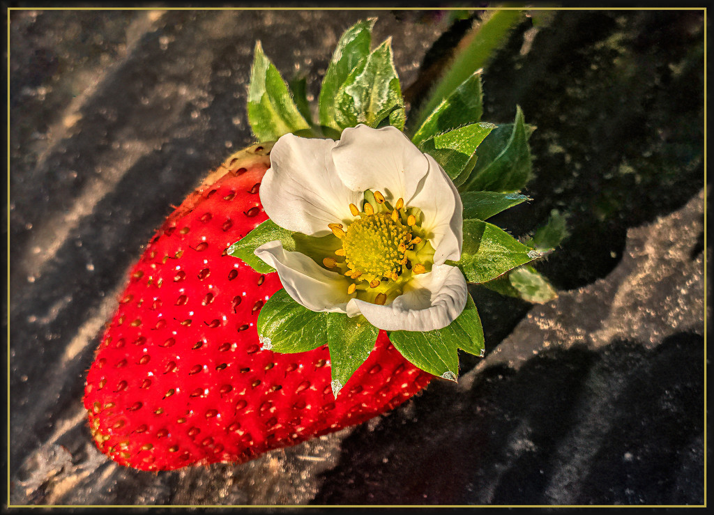 Strawberry by ludwigsdiana