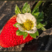 Strawberry by ludwigsdiana