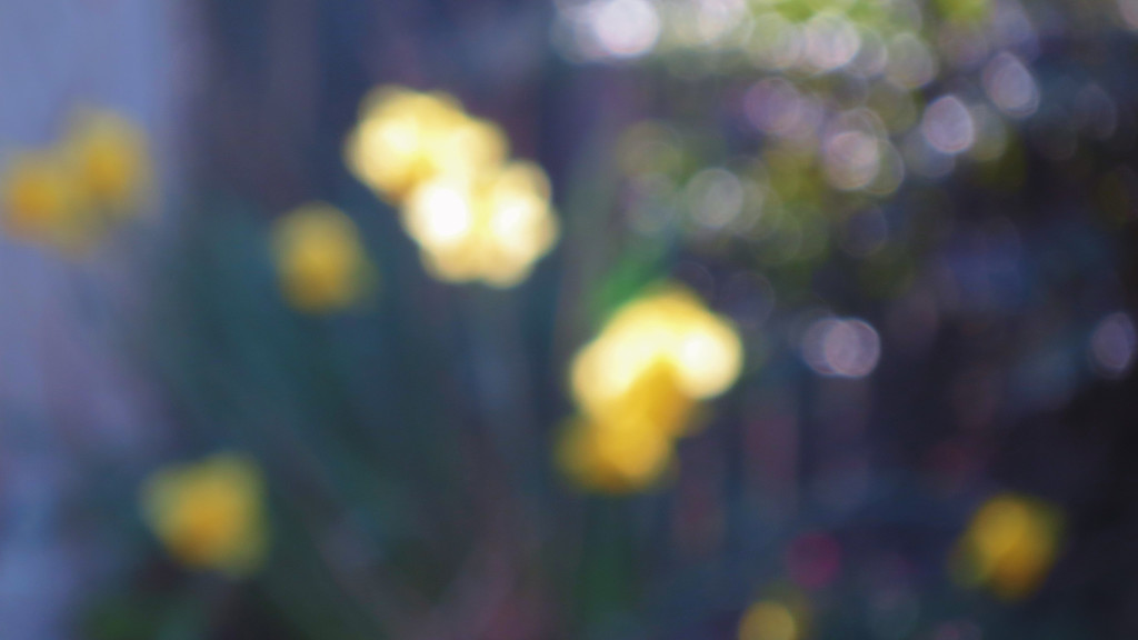 daffodil daze by kali66