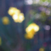daffodil daze by kali66