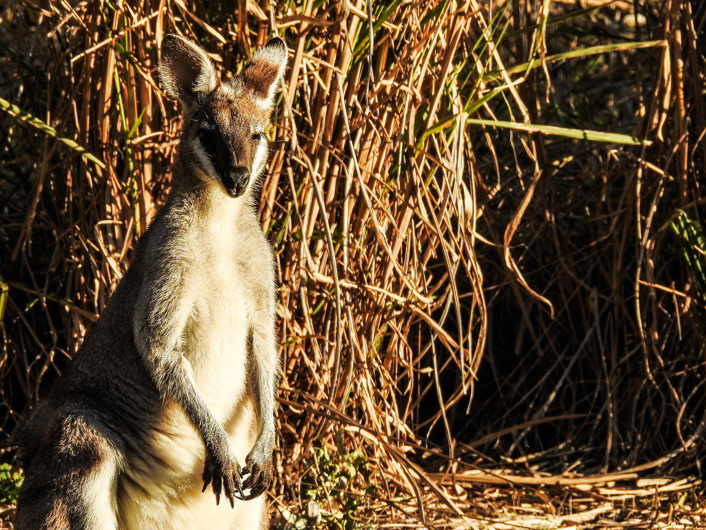 Wallaby by jeneurell