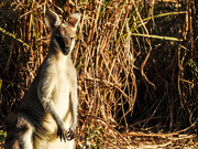 23rd Aug 2020 - Wallaby