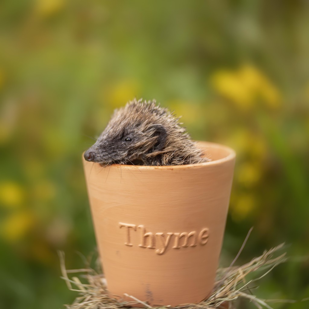 Thyme for bed by shepherdmanswife