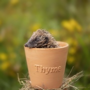 24th Aug 2020 - Thyme for bed