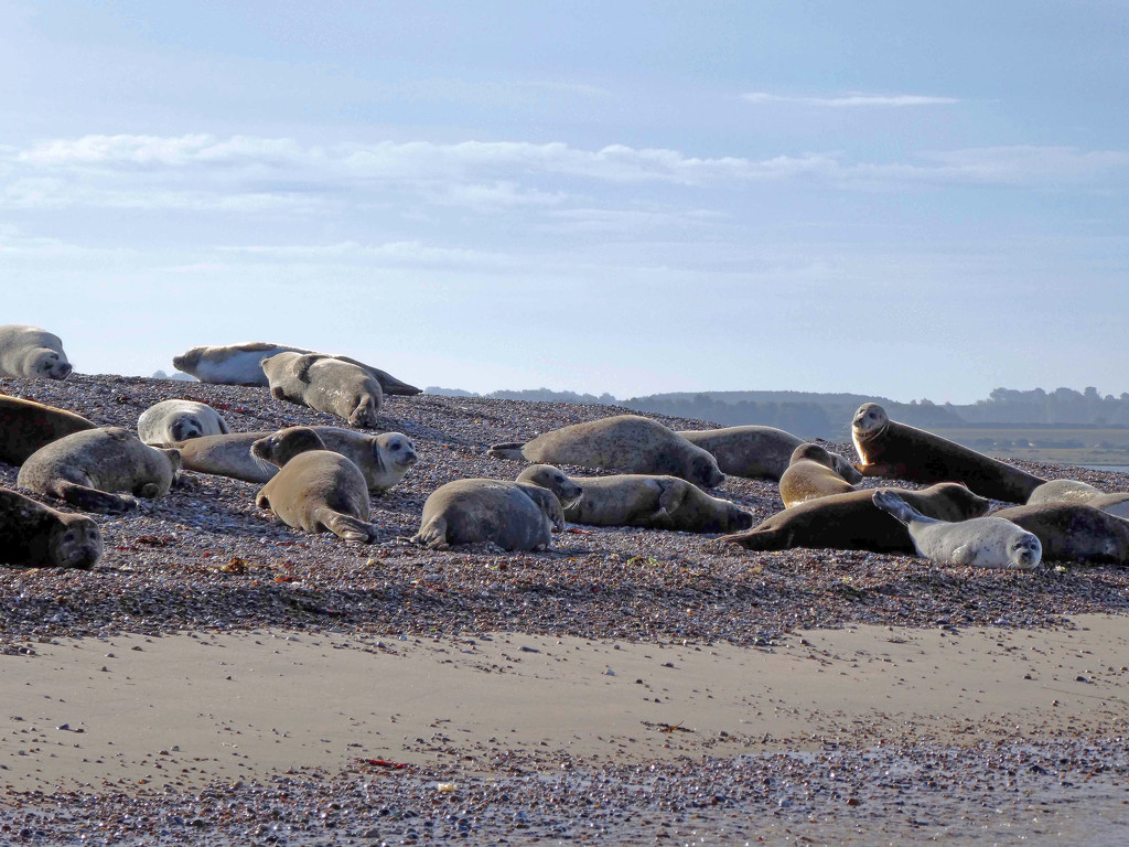 The Seals of Blakeney Point by cmp