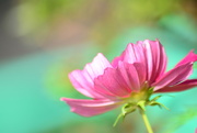 24th Aug 2020 - Cosmos pink........