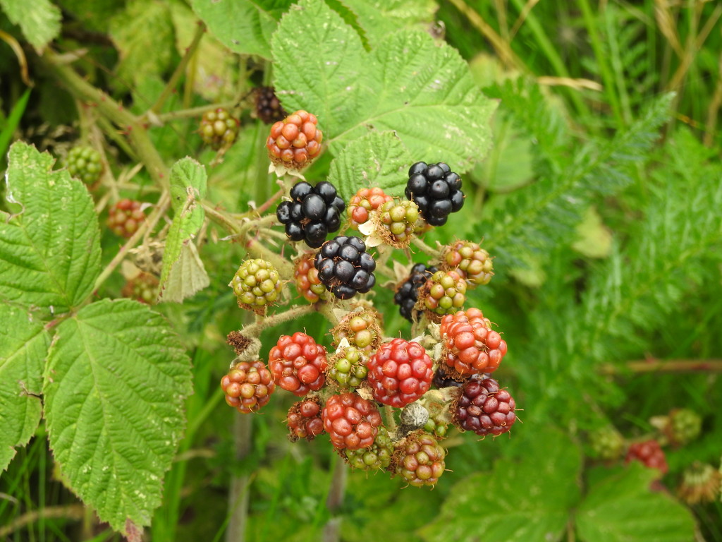 Blackberries by oldjosh