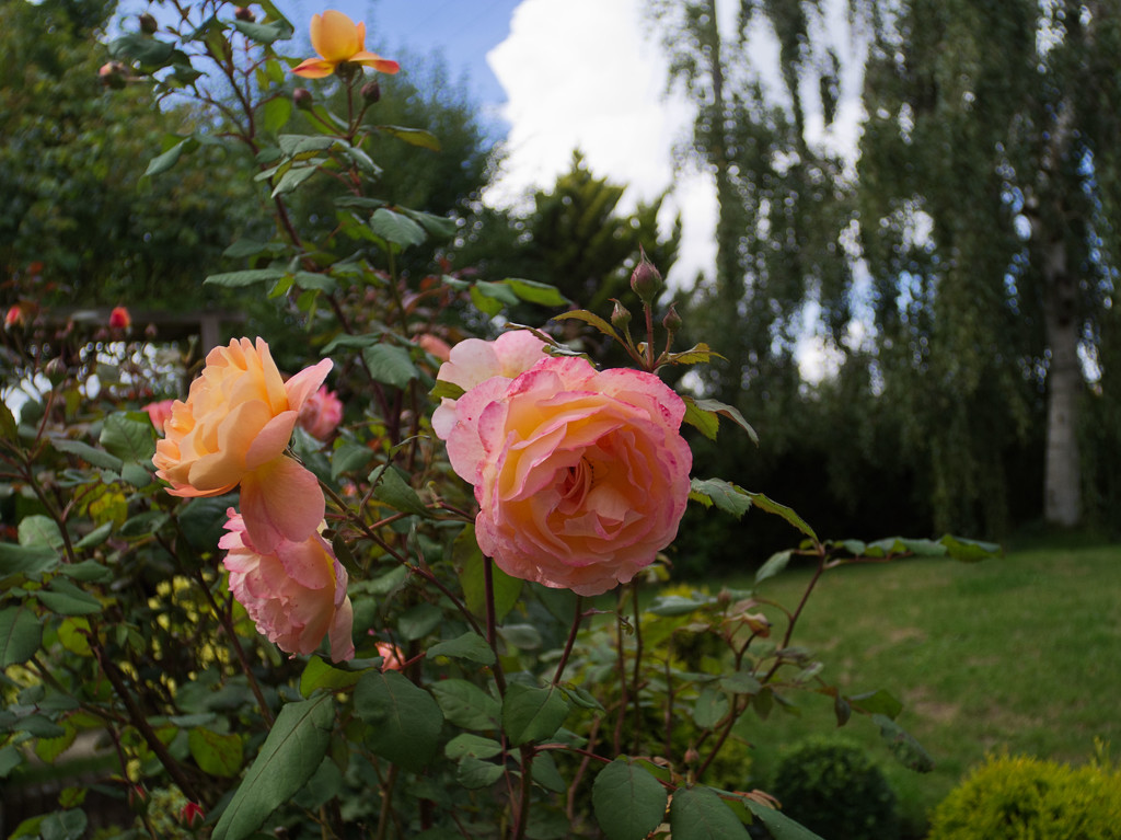 Roses on the bush by jon_lip