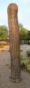 25th Aug 2020 - Dying saguaro