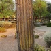 Dying saguaro by blueberry1222