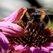 A Shy Bee? by carole_sandford