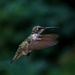 Mama Hummingbird looks a bit ragged by berelaxed