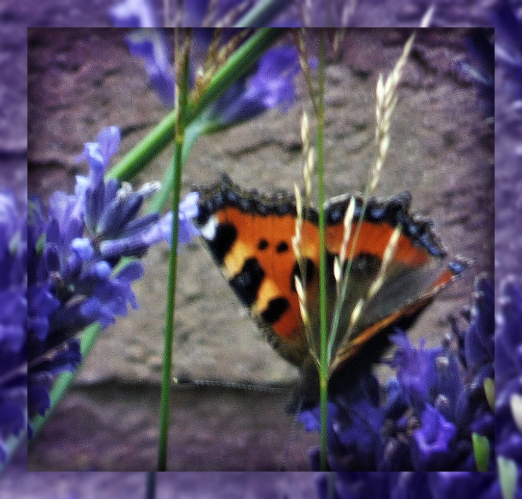 Butterfly in the Lavender  by beryl