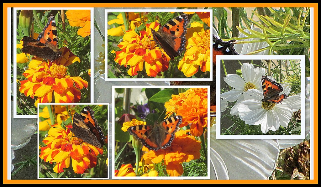 Butterfly Collage. by grace55