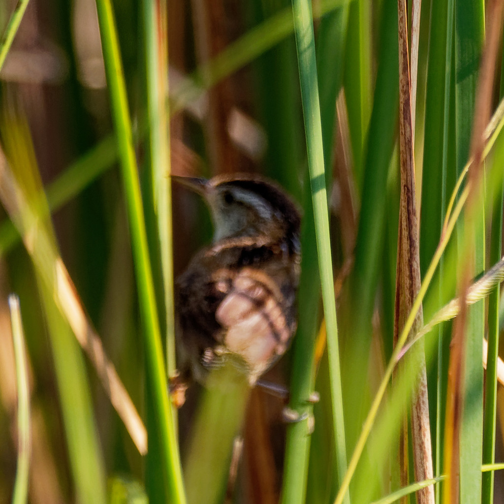 Marsh Wren by rminer