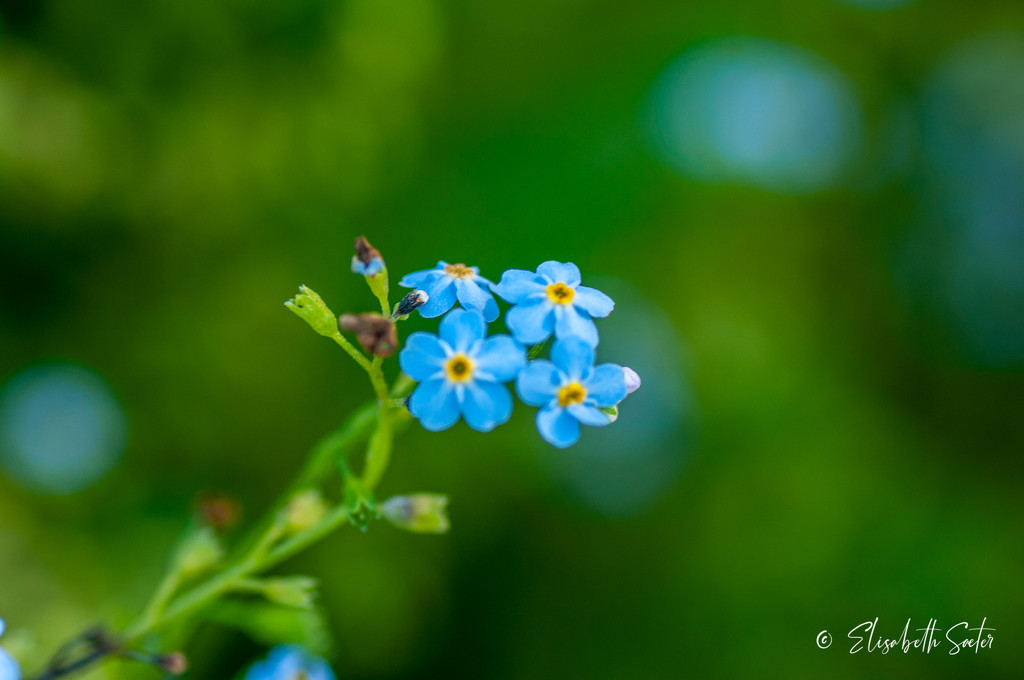 Forget-me-nots by elisasaeter