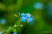 24th Aug 2020 - Forget-me-nots