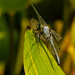 Eastern Pondhawk dragonfly  by rminer